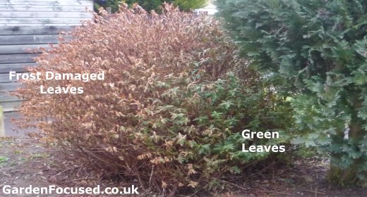 Frost and wind damage to an Hypericum shrub