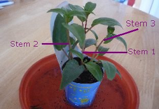 A young fuchsia with three stems