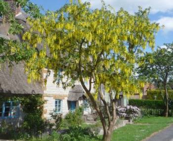 Golden Chain Tree laburnum Anagyroides Bloom Flower 10 Fresh Seed