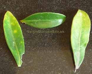 Leaf discoloration to yellow on Skimmia