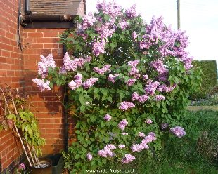 Watering Lilacs