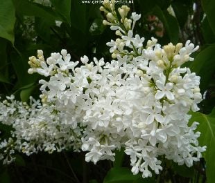 White lilac tree flower