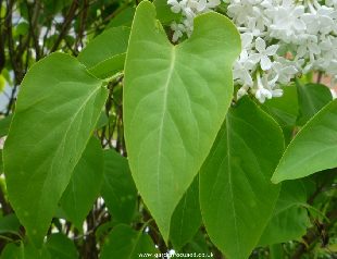 Close up of lilac tree leaf