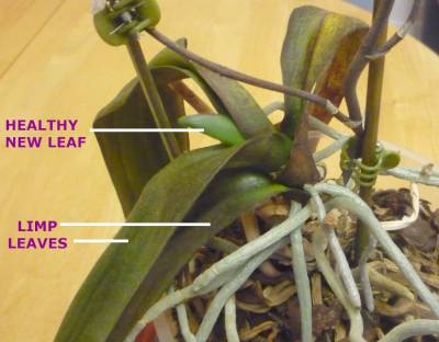 Limp leaves on a Phalaenopsis orchid