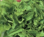 Catalogna loose leaf lettuce