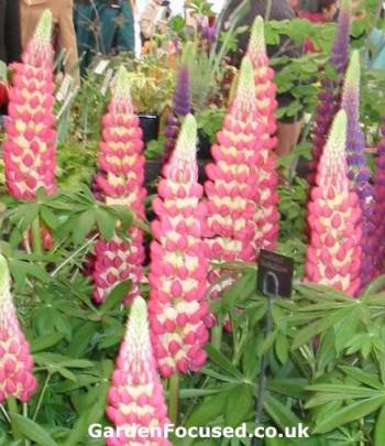 Lupin variety Bubble Gum