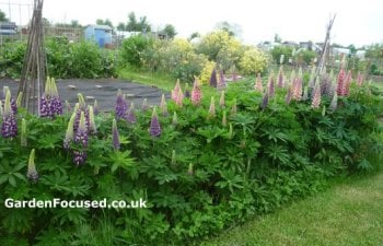 lupins growing on an allotment