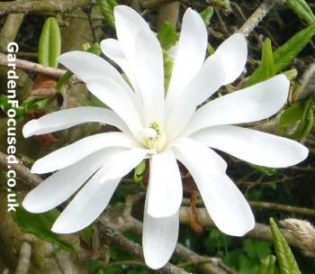 A single Magnolia stellata flower closeup