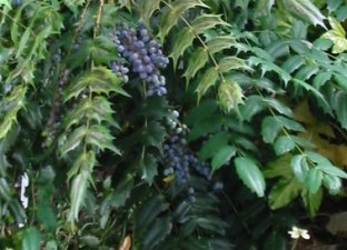 Berries on a Mahonia shrub