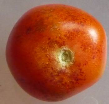 Dark red / brown marks on tomato skins