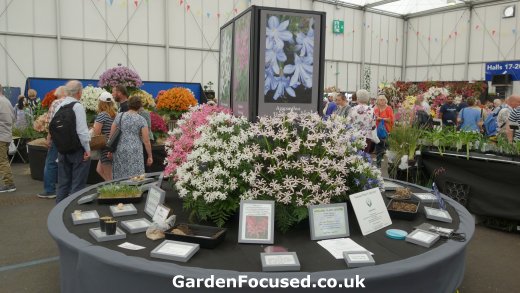 Agapanthus display in Gardeners World Live marquee