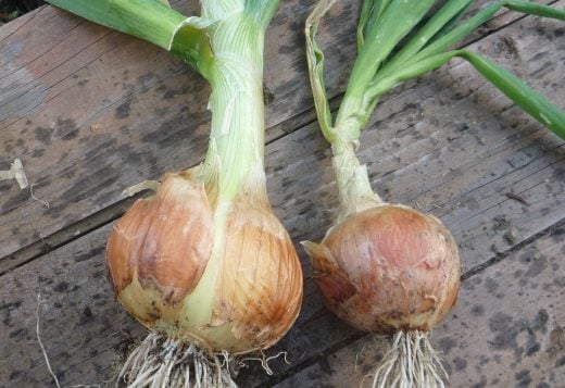 Thick and thin onion necks compared