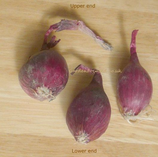 Correct end to plant onion sets