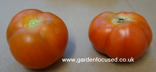 Outdoor Girl tomatoes