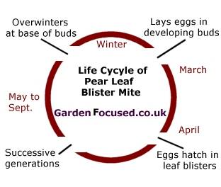 Lifecycle of Pear Leaf Blister Mite