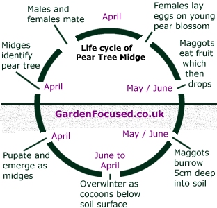 Life cycle of the Pear Tree Midge