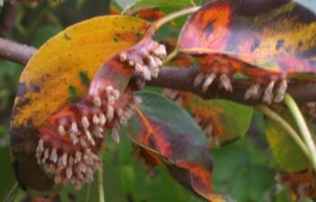 Pear rust spores on underside of leaf (severe)