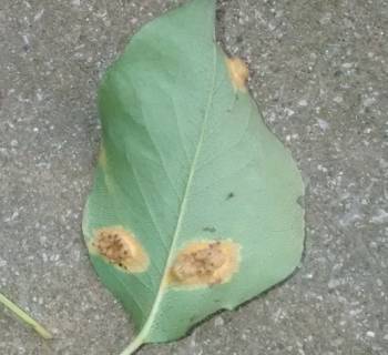 Under side of leaf with pear rust