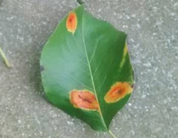 Pear rust, upperside of leaf