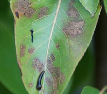 Pear Slug Sawfly