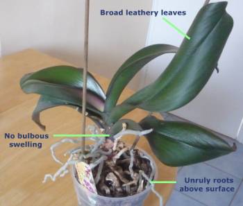 Identification features of a Phalaenopsis Orchid