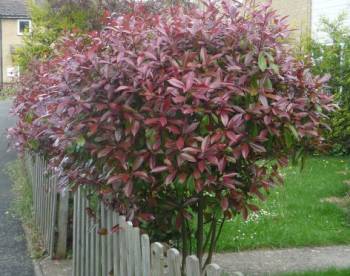 A nicely pruned Photinia Red Robin