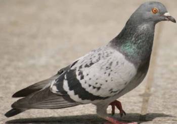 A single pigeon