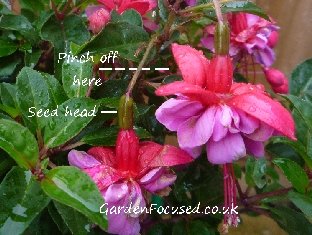Where to pinch off flowers and seed pods on a fuchsia