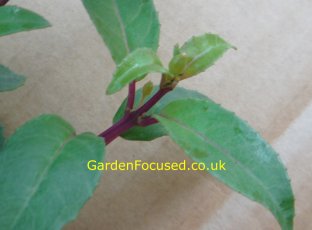 A fuchsia stem before pinching out