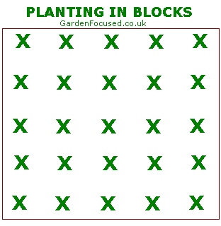 Plan for planting strawberries in blocks