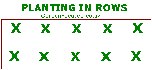 Plan for planting strawberry plants in rows