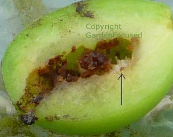 Plum tree sawfly damage to the interior of a plum fruit