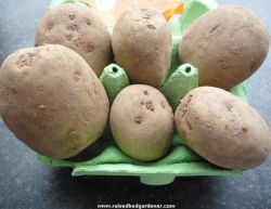 Setting up seed potatoes for chitting
