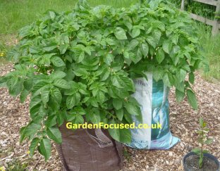 Seed potatoes planted in a container