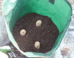 Seed potatoes planted in container which will be earthed up later