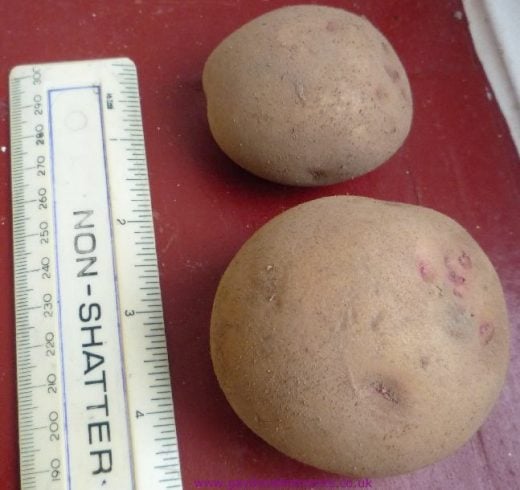 Picture of a typical seed potato