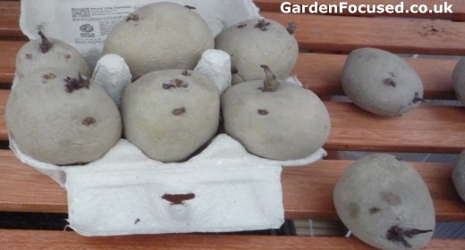 Re-sprouted seed potatoes