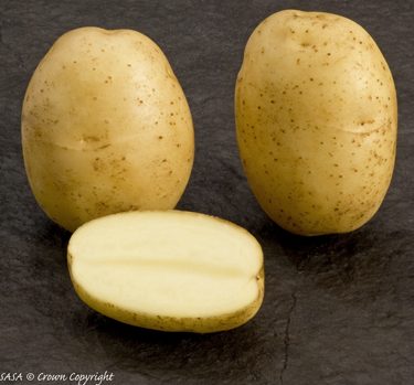 Accent potato