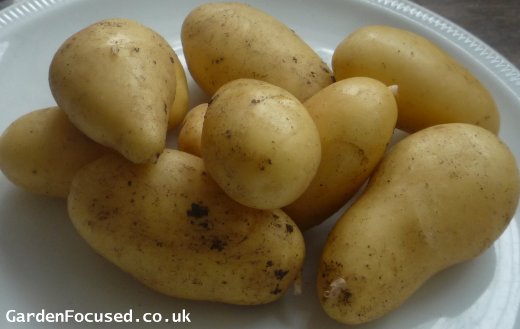 Potato variety Jazzy