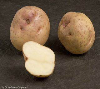 Kerr's Pink Potato