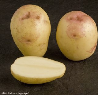 King Edward Potato