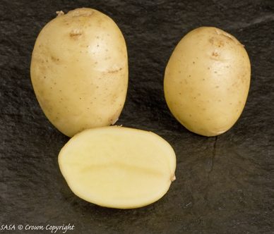 Lady Christl potato