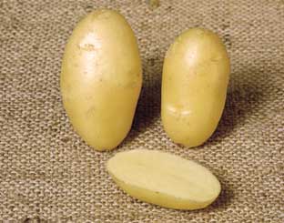 Nicola potato