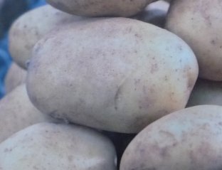 Pentland Javelin potato