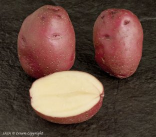 Red Duke of York potato