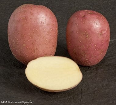 Setanta potatoes