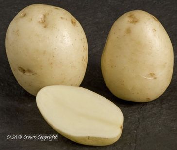 Swift potatoes