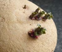 Chiited and sprouted potatoes