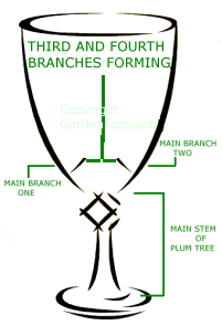 Pruning a cherry tree to the shape of a goblet