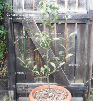 Pear tree with the central stem pruned out